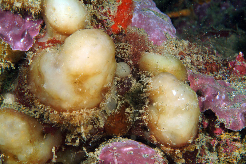 Aplidium sp.